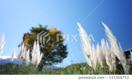 Autumn Susuki 133368753