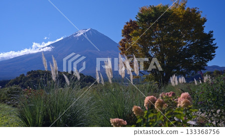 Mt. Fuji in autumn 133368756