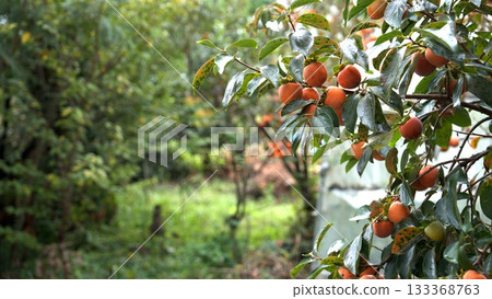 persimmon 133368763