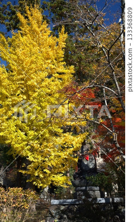 Colorful autumn scenery Colorful autumn scenery 133368809