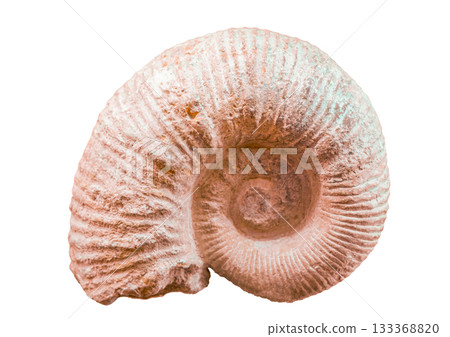Ammonite Isolated on white background Ammonite Isolated on white background 133368820