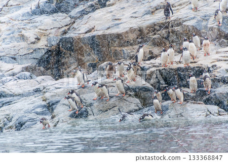 Gentoo Penguins in the snow 133368847