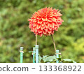 艾莉亞是紅色的 133368922