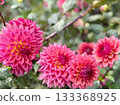 紅大麗花園 133368925