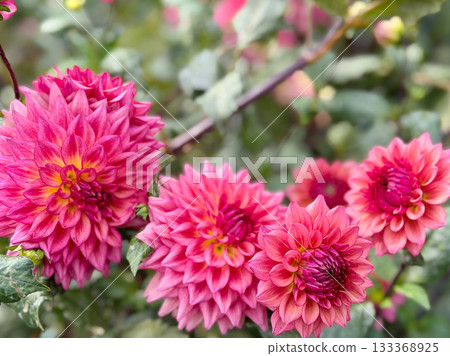 Red Dahlia Garden Red Dahlia Garden 133368925