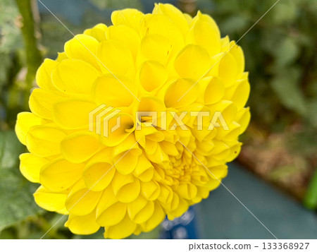 Yellow dahlia Yellow dahlia 133368927