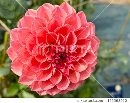 Red dahlia Red dahlia 133368930