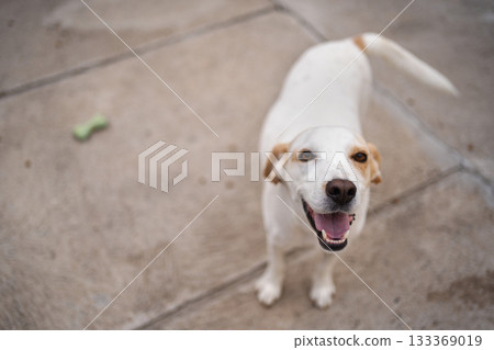 Happy dog enjoys a sunny day at the park with playful spirit 133369019