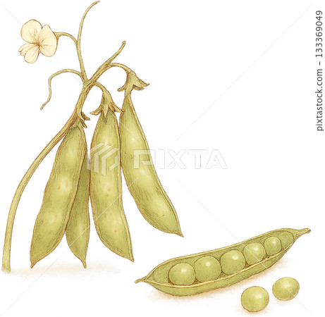 A subtle line drawing illustration 133369049