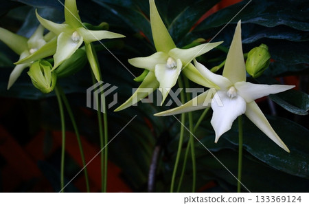 星形蘭 Angraecum sesquipedale 133369124