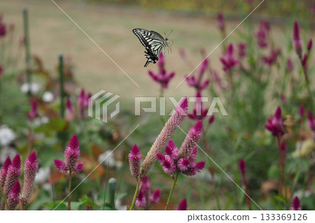 Noggin flower and swallowtail butterfly Noggin flower and swallowtail butterfly 133369126