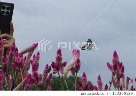 Taking photos of swallowtail butterflies and lily of the valley flowers with my smartphone Taking photos of swallowtail butterflies and lily of the valley flowers with my smartphone 133369129