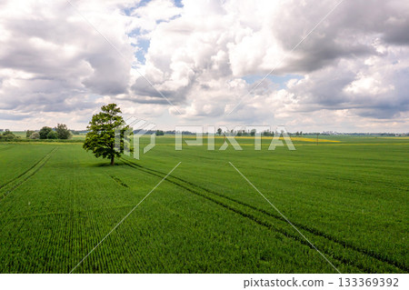 aerial drone view on tree in the middle of a green agricultural field, concept of agrarian industry aerial drone view on tree in the middle of a green agricultural field, concept of agrarian industry 133369392