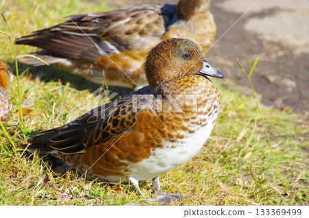 鴨 133369499