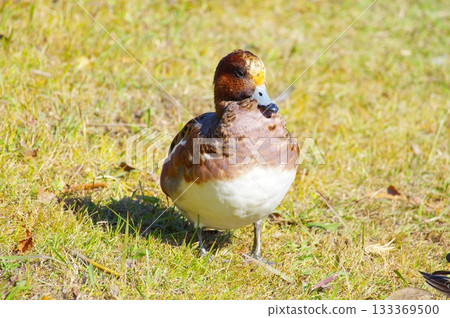 鴨 133369500