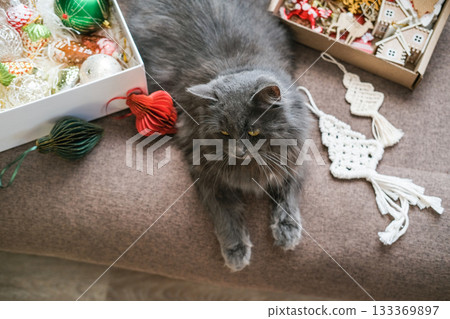 Top-down view of fluffy gray cat lying on sofa surrounded by Christmas decorations in boxes and handmade macrame ornaments. Holidays, pets, home decor, cozy atmosphere Top-down view of fluffy gray cat lying on sofa surrounded by Christmas decorations in boxes and handmade macrame ornaments. Holidays, pets, home decor, cozy atmosphere 133369897