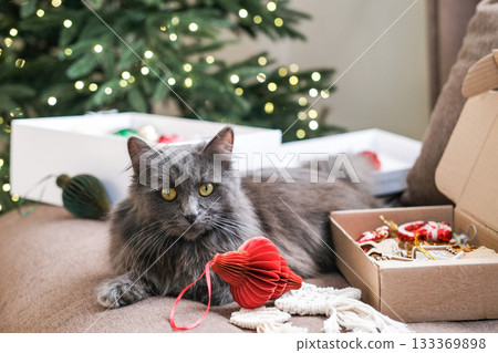 Fluffy gray cat resting on sofa in front of Christmas tree with bokeh lights, surrounded by holiday decorations and open storage boxes. Christmas preparation, tree decorating, holidays pet Fluffy gray cat resting on sofa in front of Christmas tree with bokeh lights, surrounded by holiday decorations and open storage boxes. Christmas preparation, tree decorating, holidays pet 133369898