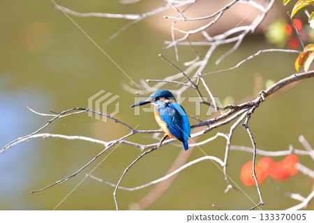 Kingfisher 133370005