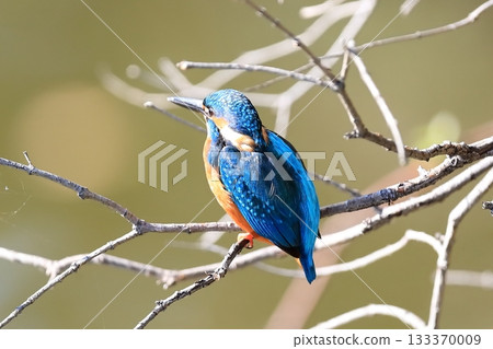 Kingfisher 133370009