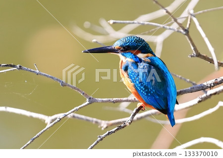 翠鳥 翠鳥 133370010