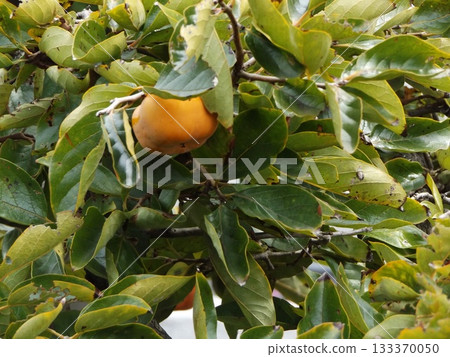 The ripe orange fruit is actually a persimmon. 133370050