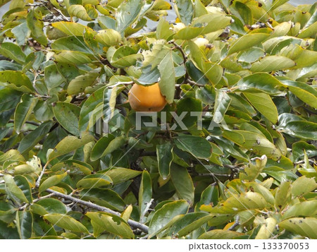Persimmons are ready for harvest 133370053