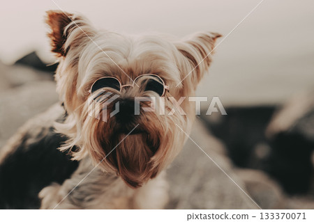 Cool and stylish Yorkshire Terrier wearing small black sunglasses. A cute Yorkie doggy lapdog is wearing round tiny sunglasses and looking at a camera 133370071