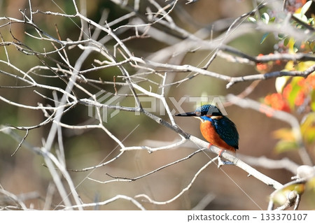 Kingfisher 133370107