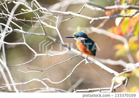 Kingfisher 133370109