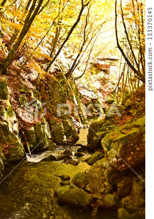 Autumn leaves at Osengafuchi 133370145