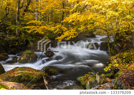 [Aomori Prefecture_Oirase Gorge] Dynamic scenery: Ashura's flow October 133370209