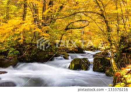 [Aomori Prefecture_Oirase Gorge] Dynamic scenery: Ashura's flow October 133370216
