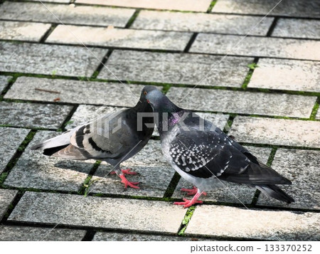 Pigeons sticking their beaks together Pigeons sticking their beaks together 133370252