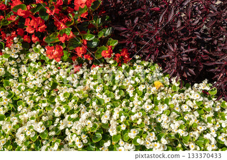 Begonia Flowers Texture Background, Street Bed Pattern, Blooming Plants on Summer Street 133370433
