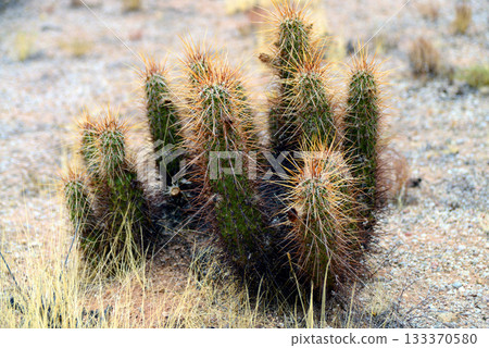 Hedge Hog cactus 133370580