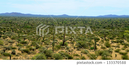 Landscape Sonoran Desert Arizona 133370588