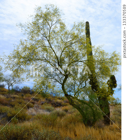 Palo Verde Tree, Sonora Desert, Mid Summer 133370589