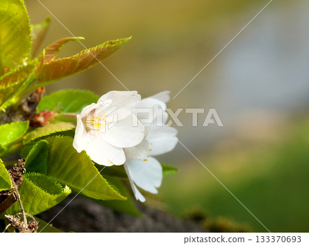 櫻花盛開在櫻花樹的樹幹上 櫻花盛開在櫻花樹的樹幹上 133370693