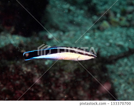游泳清潔魚 游泳清潔魚 133370700