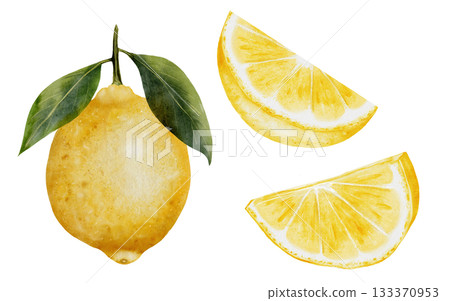 Lemon watercolor set. Hand drawn tropical sour fruit. Clip art of juicy yellow lime. Citrus on isolated white background. Ideal for logo and packaging of natural cosmetics, household chemicals and 133370953