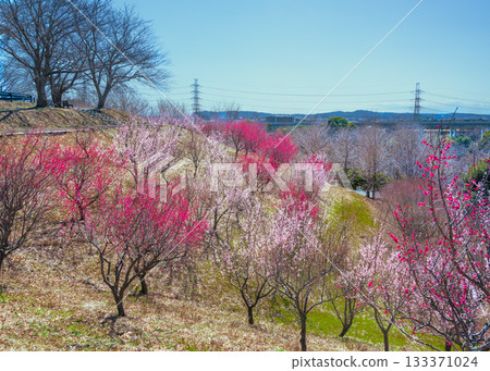 伊勢原體育公園梅園裡,紅白相間的梅花盛開。 伊勢原體育公園梅園裡,紅白相間的梅花盛開。 133371024
