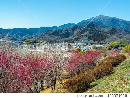 從伊勢原運動公園的步道上可以欣賞到盛開的梅花林和白雪皚皚的大山。 133371026