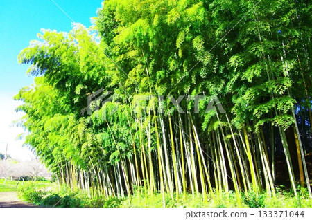  Bamboo grove 133371044