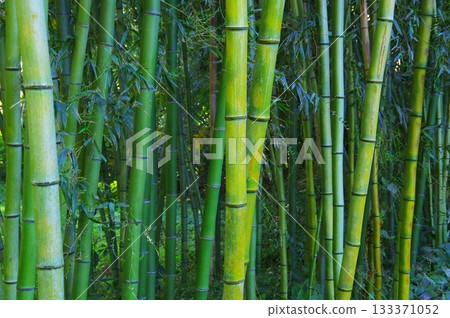  竹林 133371052