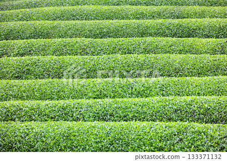 A view of the Obuchi Sasaba tea fields, with green tea trees lined horizontally in rows A view of the Obuchi Sasaba tea fields, with green tea trees lined horizontally in rows 133371132