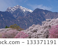 Cherry blossom trees in Mahara, Hokuto City and snow-covered Mt. Kaikoma 133371191