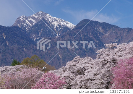 Cherry blossom trees in Mahara, Hokuto City and snow-covered Mt. Kaikoma 133371191