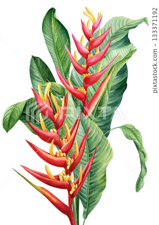 Bright Red Heliconia Flowers with Tropical Green Banana Leaves isolated Watercolor Botanical Illustration for summer design Bright Red Heliconia Flowers with Tropical Green Banana Leaves isolated Watercolor Botanical Illustration for summer design 133371192