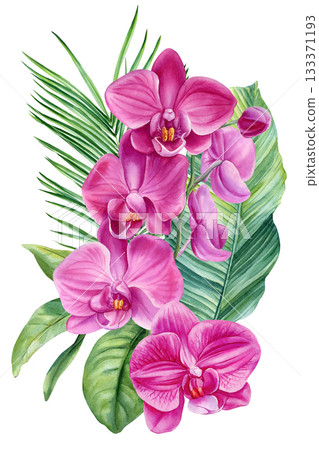 Pink Phalaenopsis Orchid Watercolor Bouquet with Tropical Green Leaves Botanical Floral Illustration Pink Phalaenopsis Orchid Watercolor Bouquet with Tropical Green Leaves Botanical Floral Illustration 133371193