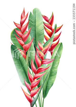 Red Heliconia Blossoms with Tall Tropical Green Leaves Watercolor Exotic Botanical Composition Red Heliconia Blossoms with Tall Tropical Green Leaves Watercolor Exotic Botanical Composition 133371194